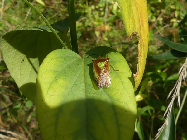Acanthosoma haemorrhoidale 