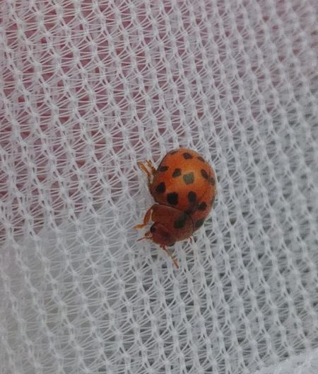 Coccinelle à 24 points 