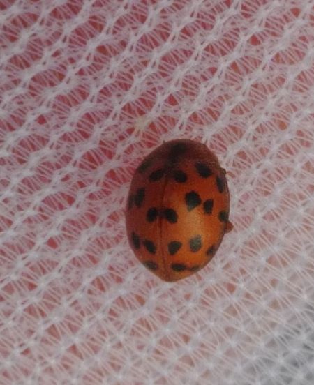 Coccinelle à 24 points 