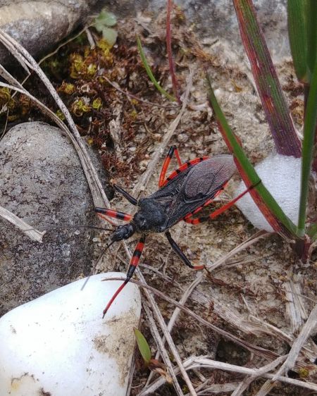 Rhynocoris annulatus 