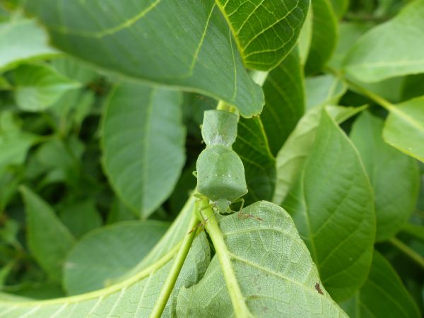 Nezara viridula 