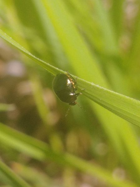 Coptosoma scutellatum 