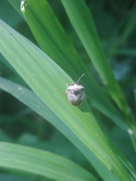 Eysarcoris venustissimus 