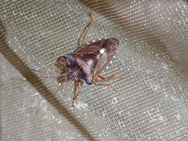 Pentatoma rufipes 