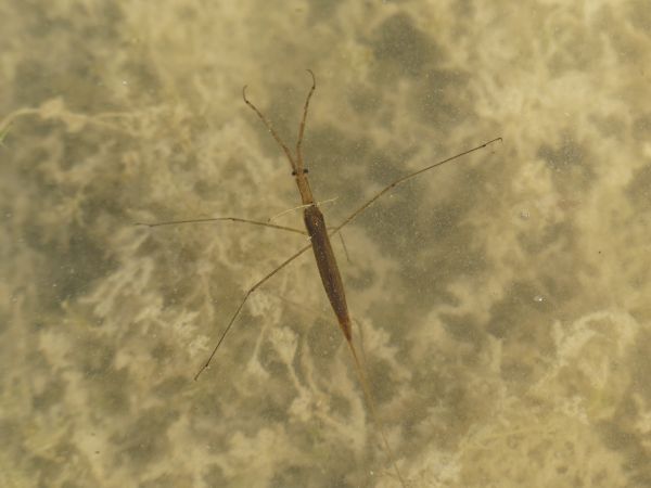 Ranatra linearis 