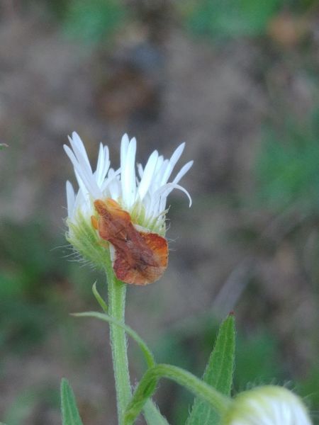 Phymata crassipes 
