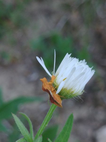 Phymata crassipes 
