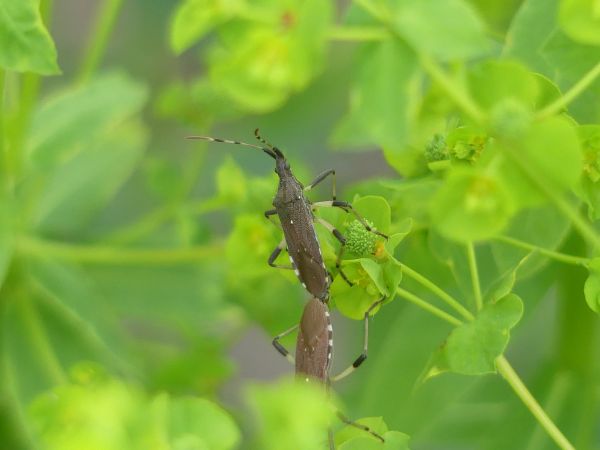 Dicranocephalus albipes 