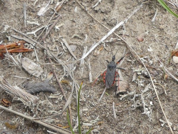 Rhynocoris annulatus 