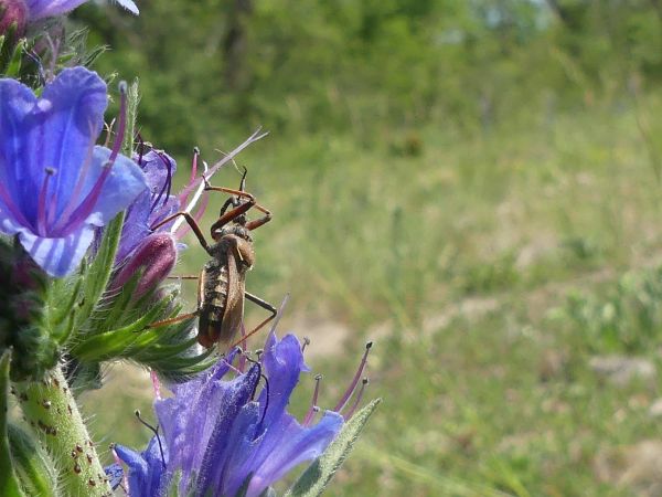 Rhynocoris erythropus 