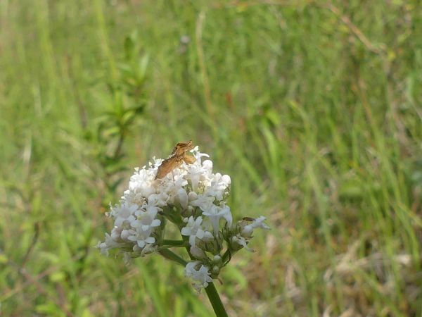 Phymata crassipes 