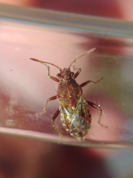 Rhopalus subrufus 