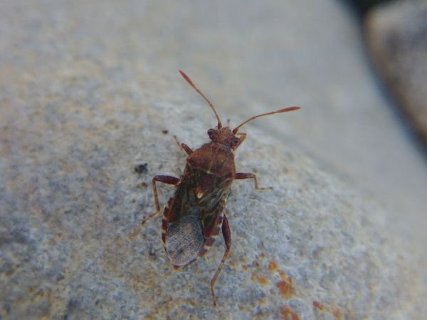 Rhopalus subrufus 