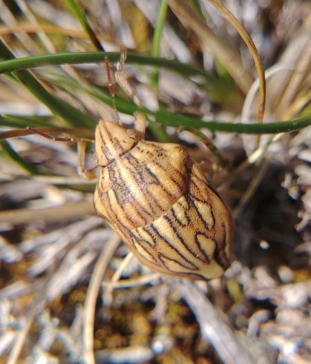 Odontotarsus purpureolineatus 