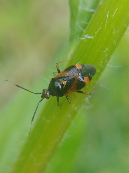 Deraeocoris ruber 
