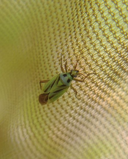 Stenotus binotatus 
