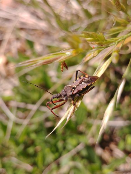 Rhynocoris erythropus 