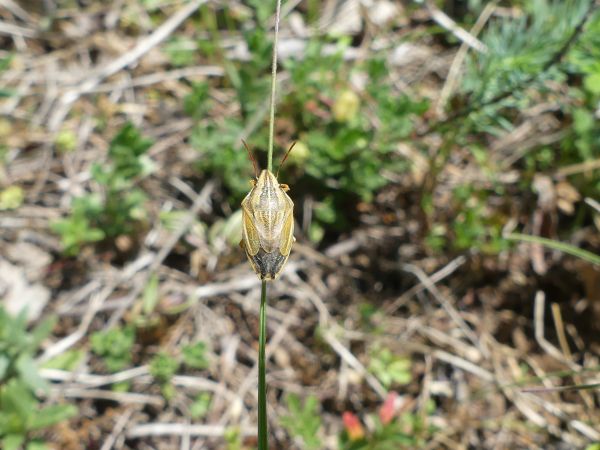 Aelia acuminata 