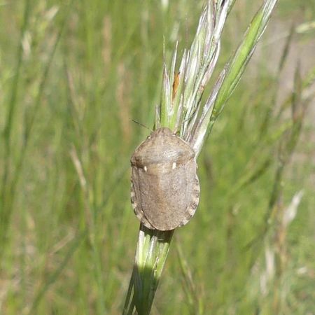 Eurygaster maura 