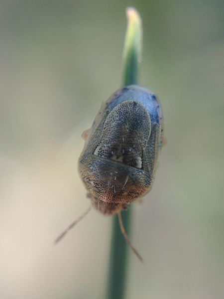 Neottiglossa leporina 