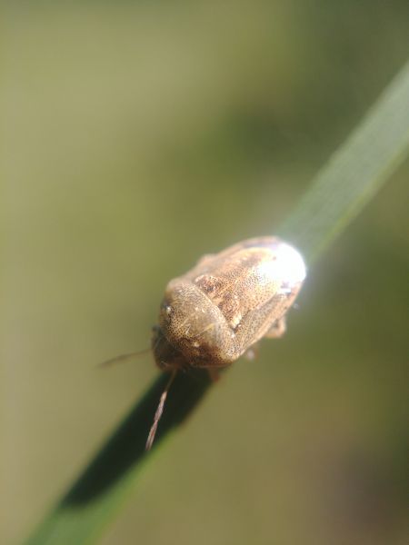 Neottiglossa leporina 