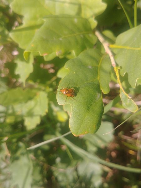 Deraeocoris ruber 