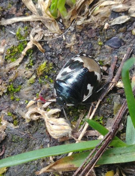 Tritomegas bicolor 