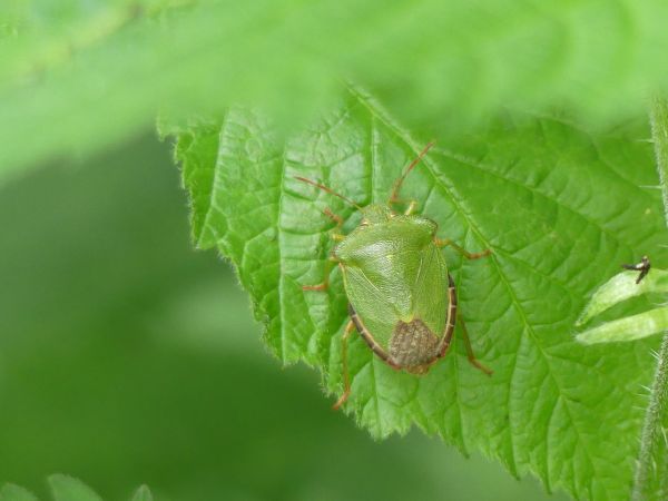 Palomena prasina 