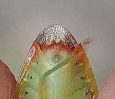 Elasmostethus interstinctus 