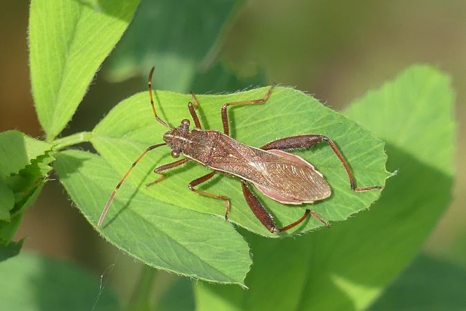 Camptopus lateralis 