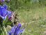 Rhynocoris erythropus 