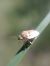 Neottiglossa leporina 