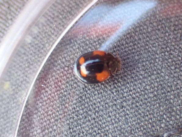 Coccinelle à deux points  - Sylvain Lethuillier