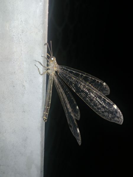 Fourmilion longicorne 