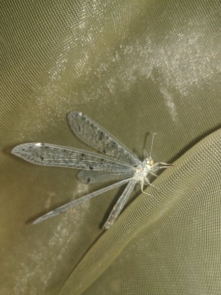 Fourmilion longicorne 