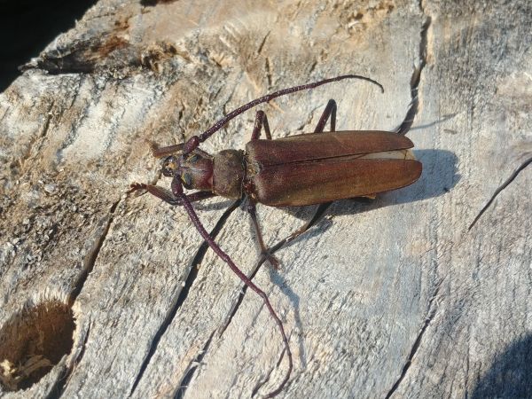 Aegosoma scabricorne 