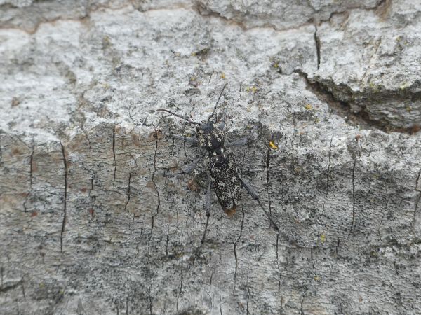 Rusticoclytus rusticus 