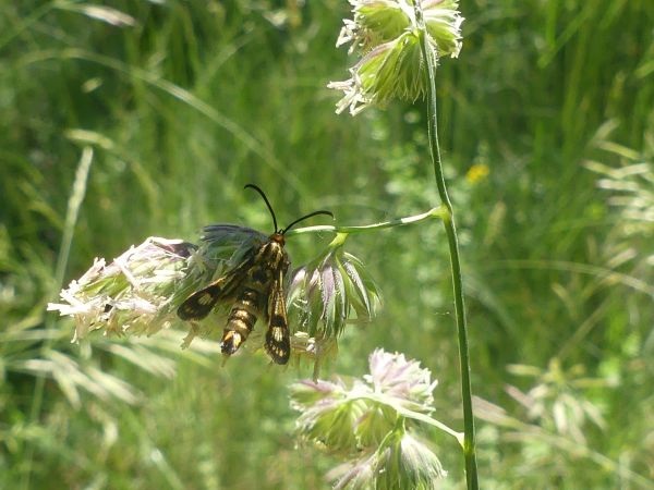 Chamaesphecia empiformis 