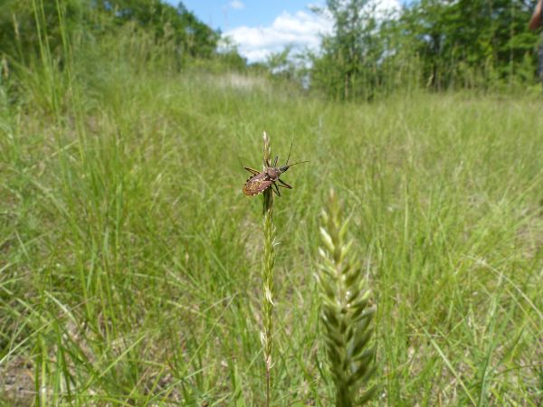 Rhynocoris erythropus 