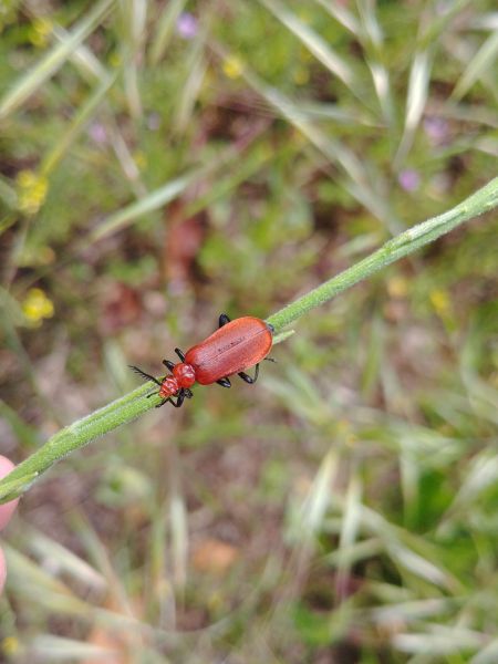 Pyrochroa serraticornis 