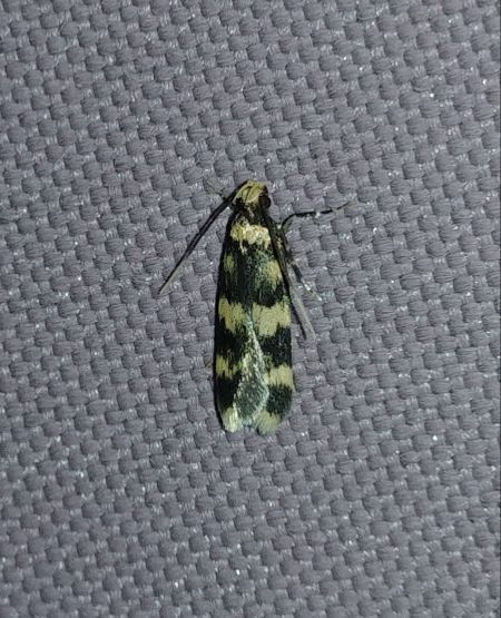 Oegoconia indéterminé 