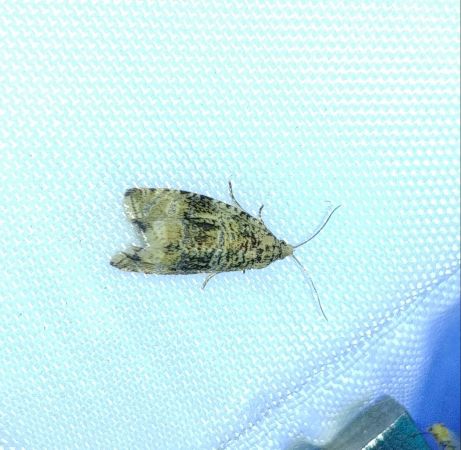Celypha lacunana 