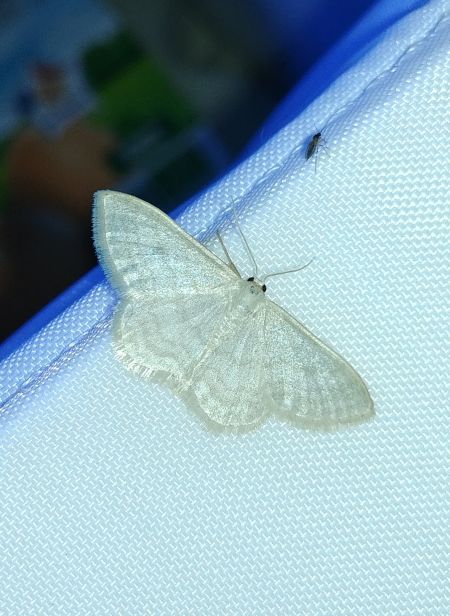 Idaea subsericeata 