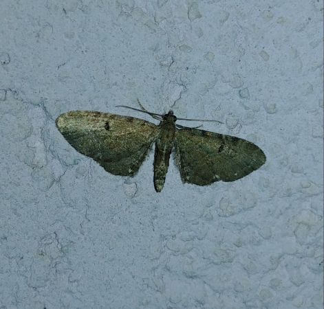 Eupithecia assimilata 