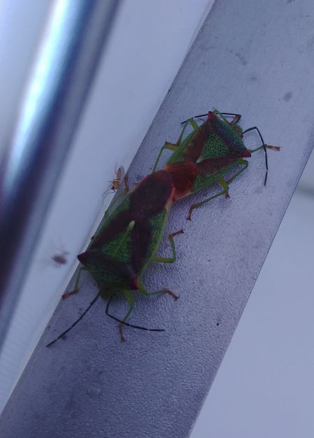 Acanthosoma haemorrhoidale 