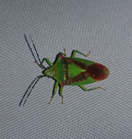 Acanthosoma haemorrhoidale 