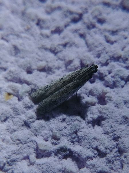 Phycitodes sp. 