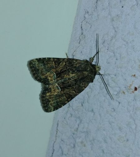 Oligia sp. 
