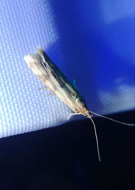 Homoeosoma sinuella 