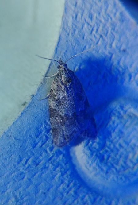 Cnephasia sp. 